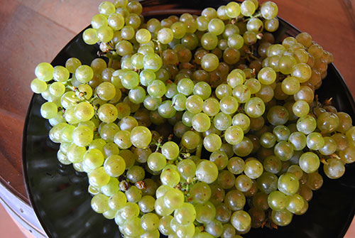 Grappolo di Chardonnay