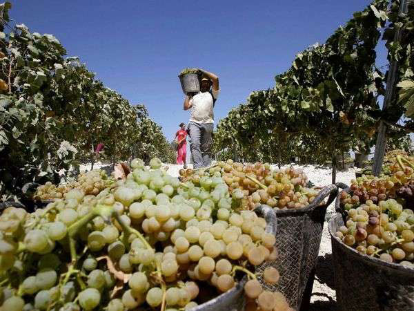 La vendemmia in Jerez