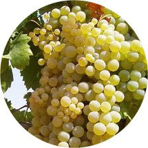 Uva Pedro Ximenez