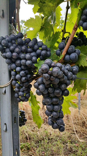 grappoli-feteasca-neagra