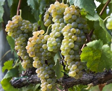 Il Grechetto