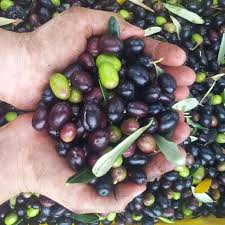 Come fare una provvista d’olio senza farsi truffare