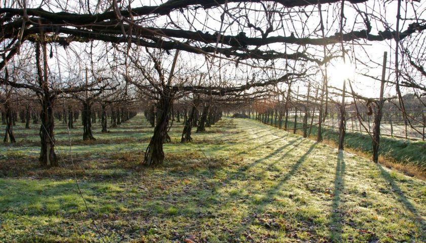 La storia della coltivazione della vite nel territorio del Piave dalla vite maritata alla bellussera (seconda parte)