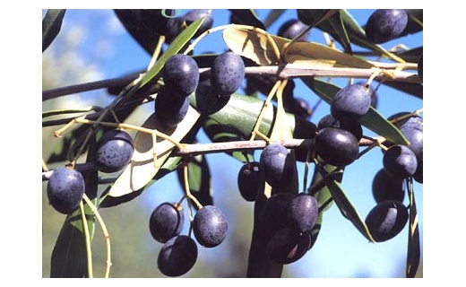 Puglia: è allarme Xylella per gli ulivi Puglia: è allarme Xylella per gli ulivi