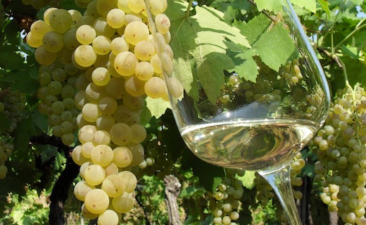 Nonostante la bizzarra estate, la Vernaccia di San Gimignano si appresta alla vendemmia in buona salute