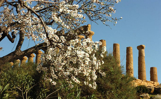La valle dei templi di Agrigento protagonista con la ”Festa del mandorlo in fiore”