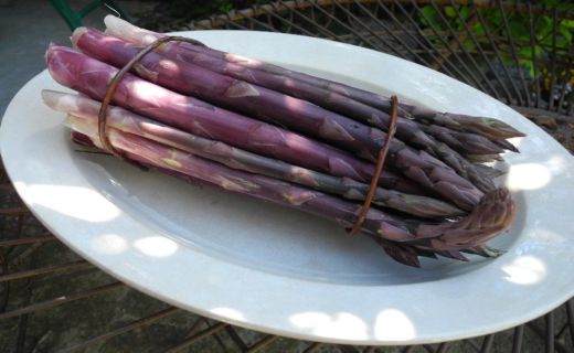 Asparago violetto di Albenga