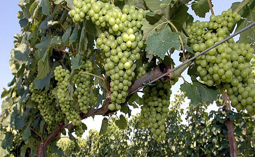 Il Verdicchio oro verde delle Marche