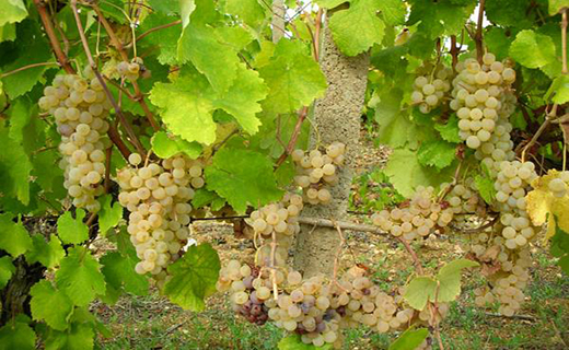 I vigneti di San Gimignano monitorate da quattro centraline meteo