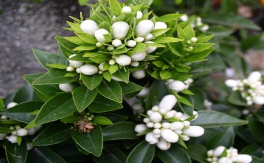 Il Chinotto di Savona