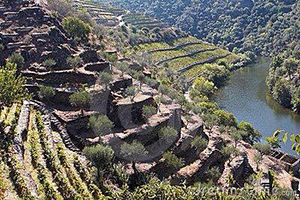 Il grande Porto. Dalla terra alla vigna, la Denominazione di Origine (terza parte)