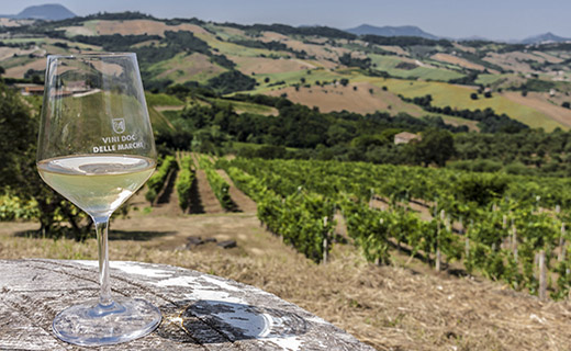 In estate nelle terre del Verdicchio tra paesaggi suggestivi e assaggi gastronomici