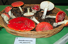 A Perugia ”I funghi dal vero” per conoscere i rischi del loro consumo inconsapevole