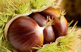 Castagna essiccata nei tecci di Calizzano e Murialdo