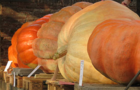 Vince con 482 Kg. la nona edizione di ”Pesa la Zucca”