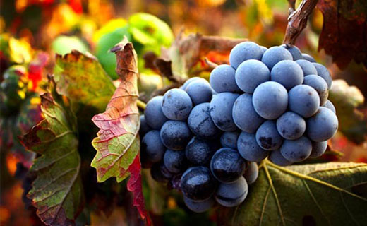 Brunello di Montalcino: un gioiello italiano