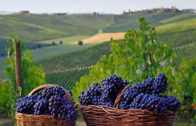 I grandi vini delle Langhe