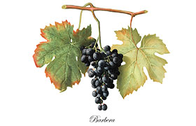 La Barbera