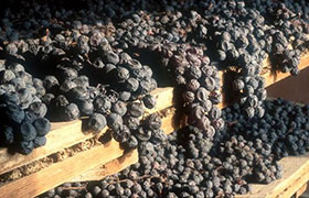 Amarone della Valpolicella: un grande vino per un grande territorio