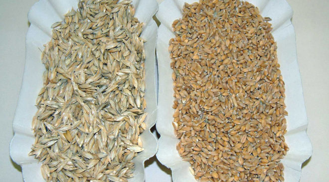 La pasta con farina di legumi La pasta con farina di legumi