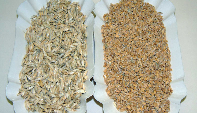 La pasta con farina di legumi