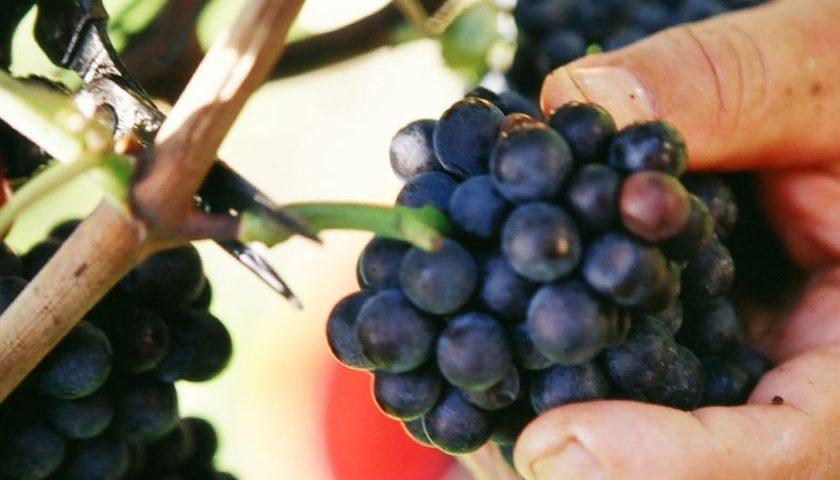 Hofstätter: un pinot e un gewürztraminer imperdibili
