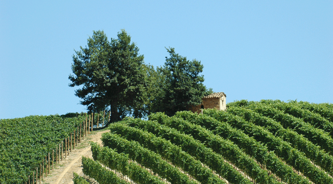Nasce il Nizza DOCG Nasce il Nizza DOCG