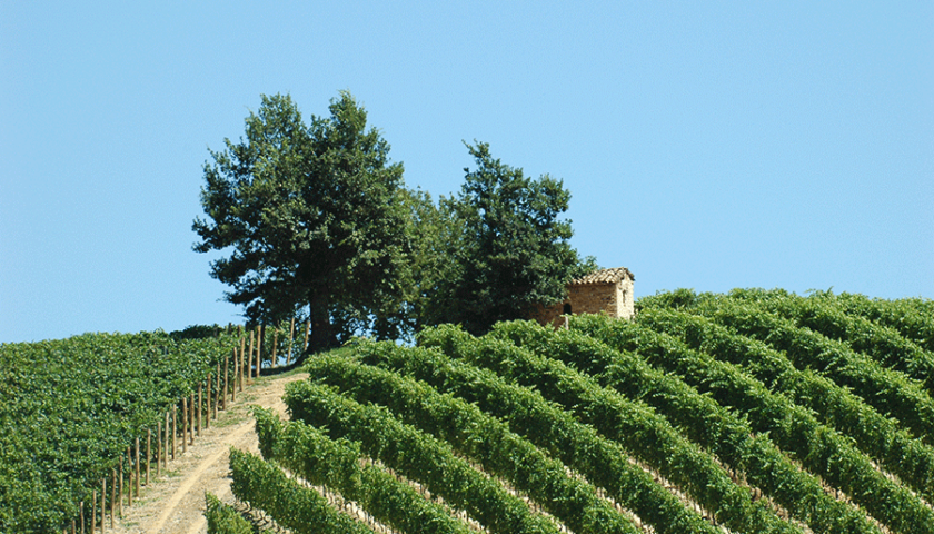Nasce il Nizza DOCG