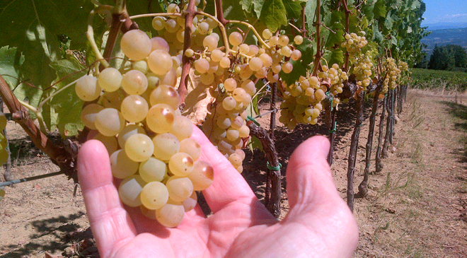 Ottime aspettative per la vendemmia del cinquantenario per la Vernaccia di San Gimignano Ottime aspettative per la vendemmia del cinquantenario per la Vernaccia di San Gimignano