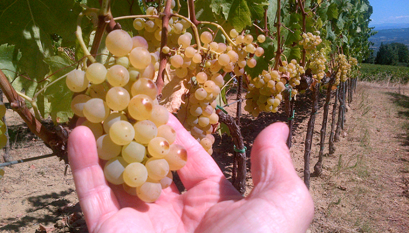 Ottime aspettative per la vendemmia del cinquantenario per la Vernaccia di San Gimignano