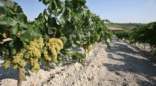 Le Denominazioni dello Sherry Le Denominazioni dello Sherry