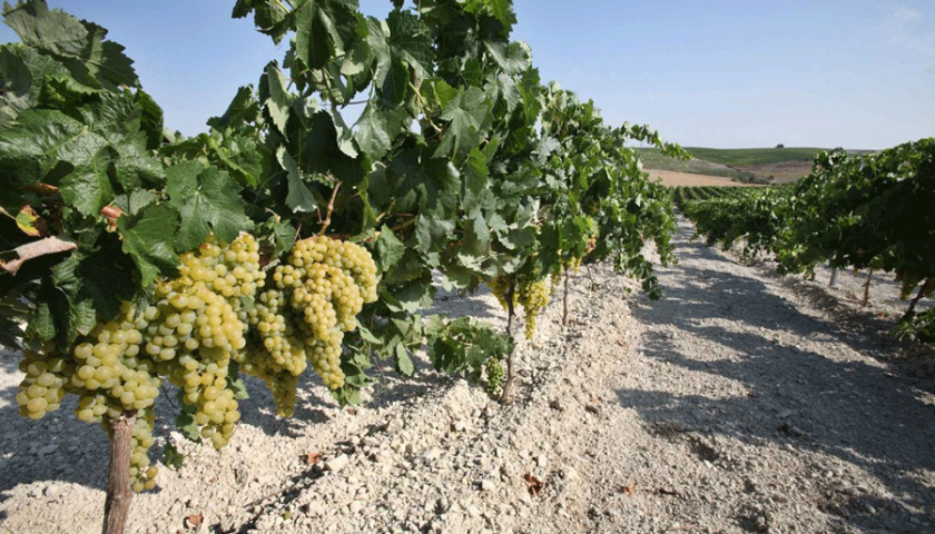 Le Denominazioni dello Sherry