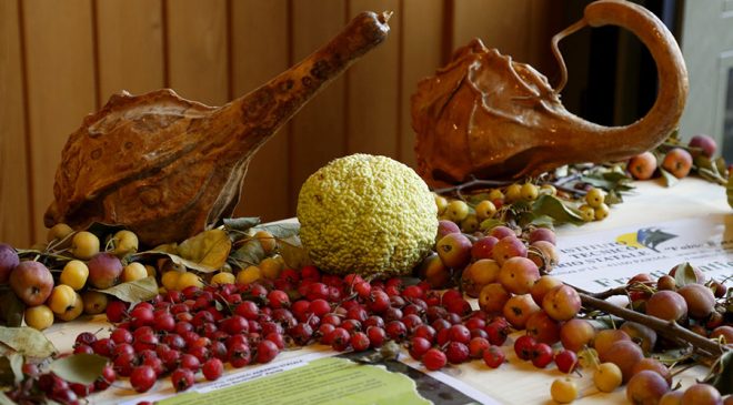 Approda nel Chianti Rural Festival la mostra-mercato di biodiversità