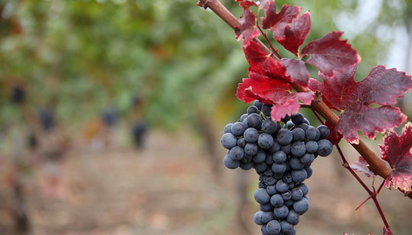Feteasca Neagra: la Fanciulla Nera di Romania