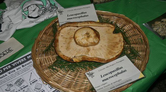 A Perugia la XXXV edizione de “I funghi dal vero”