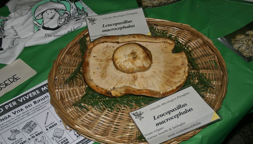 A Perugia la XXXV edizione de “I funghi dal vero”