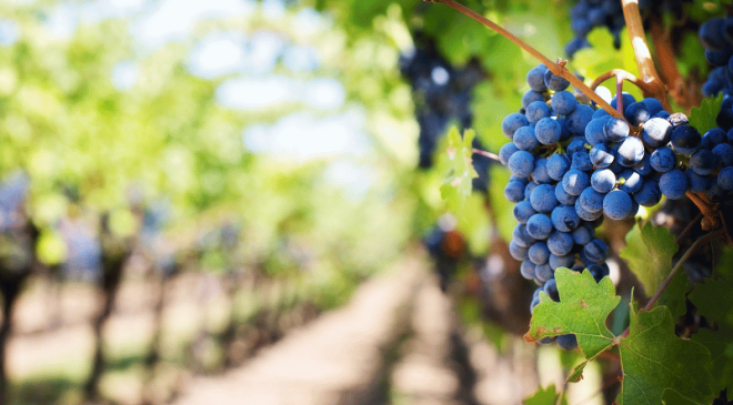 La Puglia: emozionanti vini da una straordinaria terra