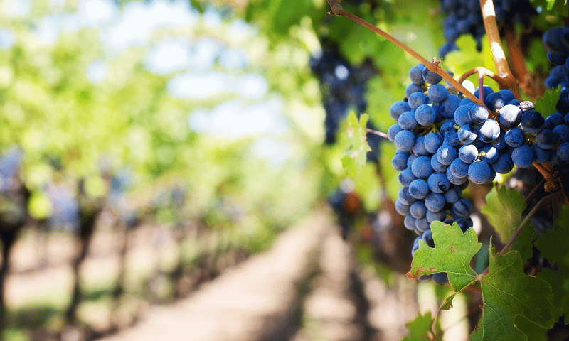 La Puglia: emozionanti vini da una straordinaria terra