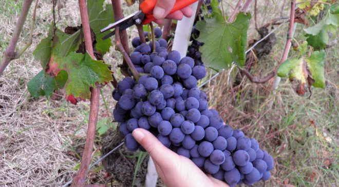 Il Barolo della cantina Raineri Gianmatteo protagonista a Perugia Il Barolo della cantina Raineri Gianmatteo protagonista a Perugia
