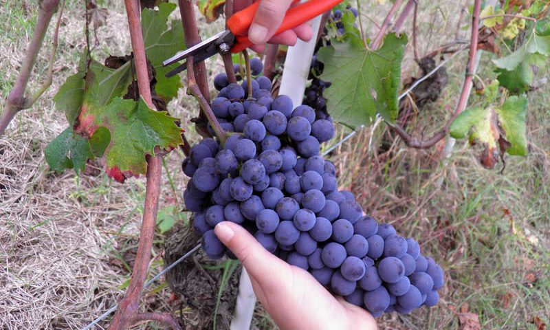 Il Barolo della cantina Raineri Gianmatteo protagonista a Perugia