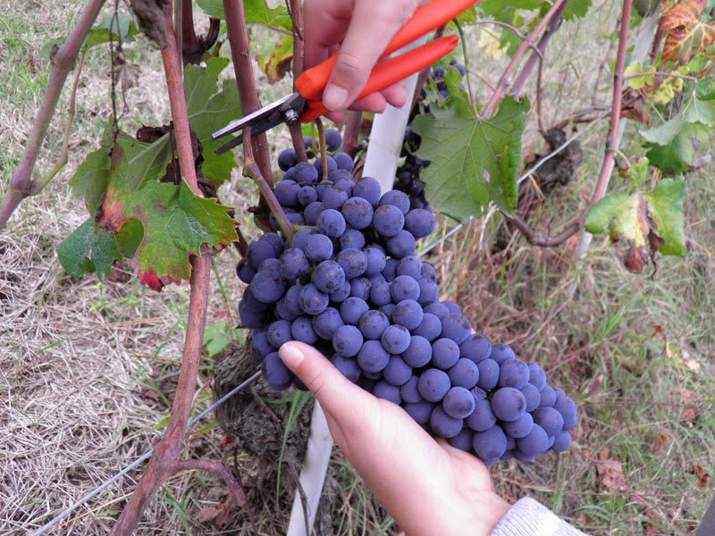 Il Barolo della cantina Raineri Gianmatteo protagonista a Perugia ...