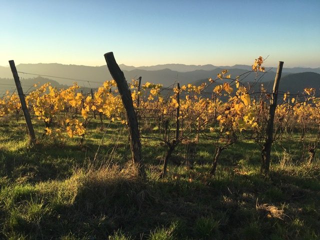 Presentazione dei Sangiovese Romagna Modigliana 2016 il 9 e l’11 settembre