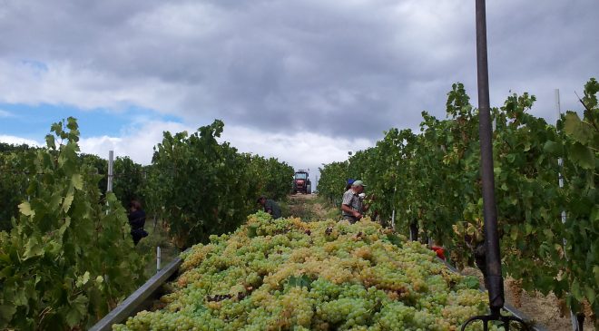 Iniziata la vendemmia 2017 della Vernaccia di San Gimignano Iniziata la vendemmia 2017 della Vernaccia di San Gimignano