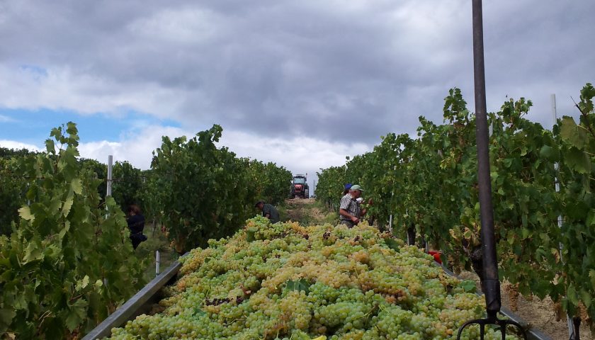 Iniziata la vendemmia 2017 della Vernaccia di San Gimignano