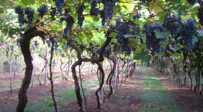 E’ il vitigno Elmo la nuova scoperta della Valpolicella E’ il vitigno Elmo la nuova scoperta della Valpolicella