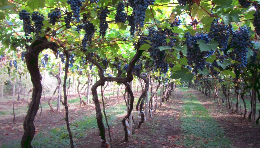 E’ il vitigno Elmo la nuova scoperta della Valpolicella