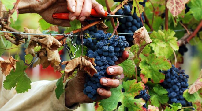 Vendemmia 2017 c’è pessimismo