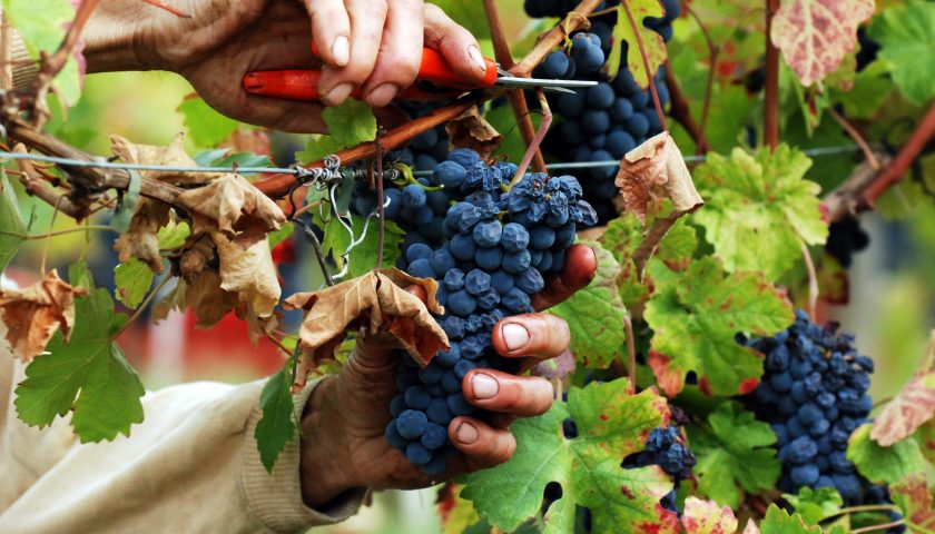 Vendemmia 2017 c’è pessimismo