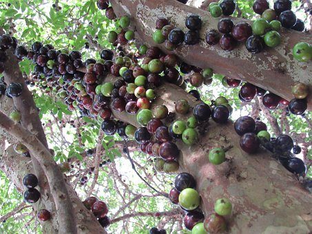 Dal Brasile i nuovi coloranti alimentari completamente naturali