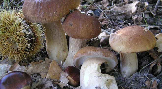 I Funghi dal Vero 4-5 novembre a Perugia